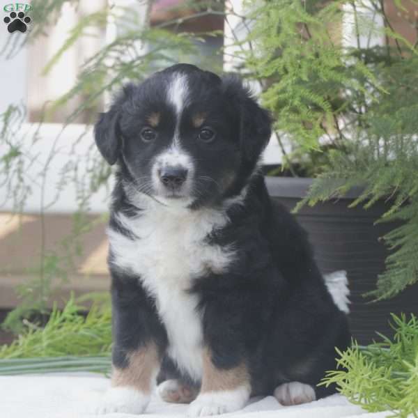 Shadow, Miniature Australian Shepherd Puppy